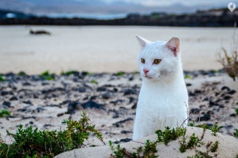 Fuerteventura Highlights - mein kleiner Freund von El Cotillo