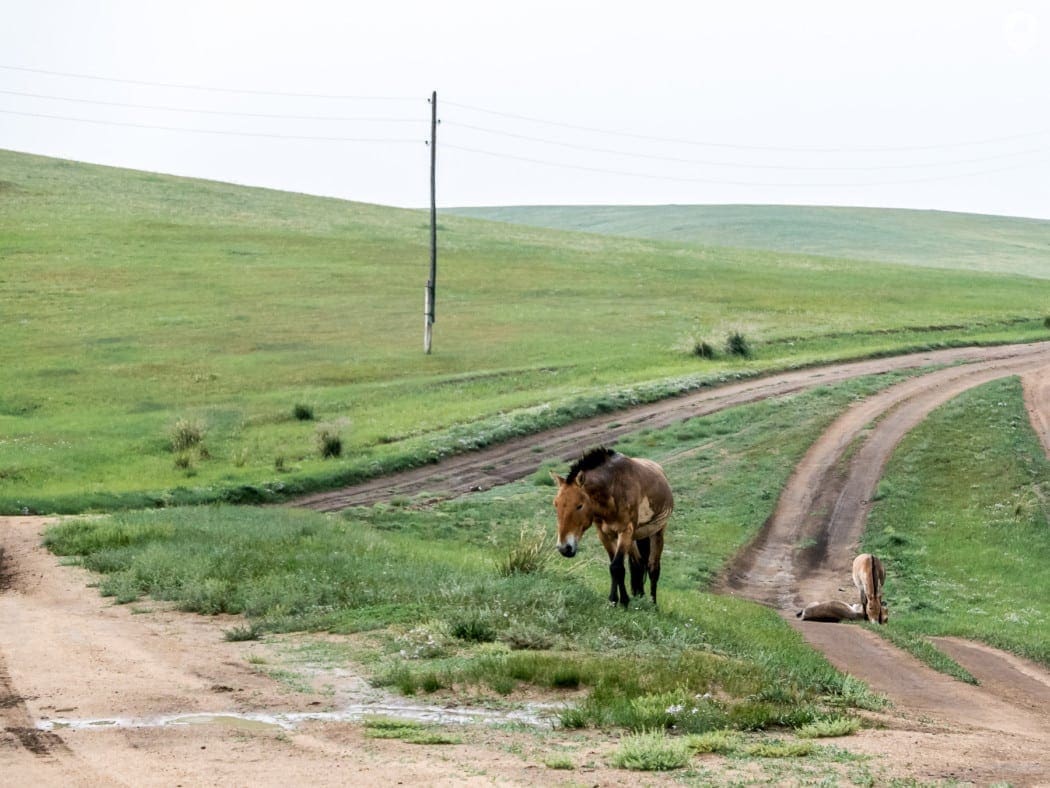 Mongolei: Wildpferde im Khustain Nuruu National Park